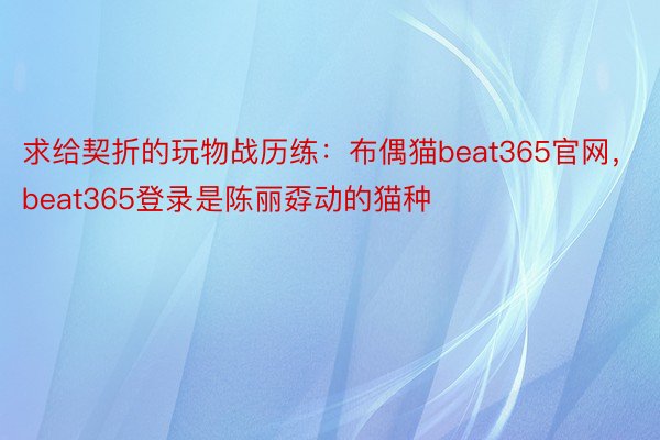 求给契折的玩物战历练：布偶猫beat365官网，beat365登录是陈丽孬动的猫种